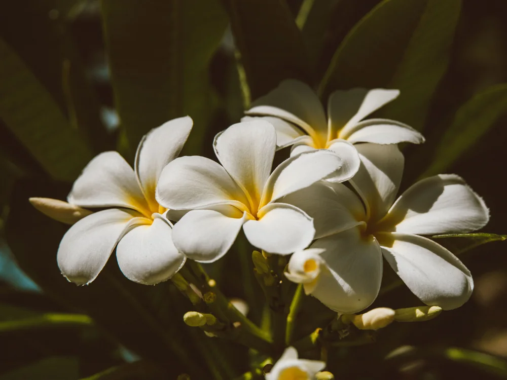 Primer plano de un racimo de flores de plumeria rosas y blancas